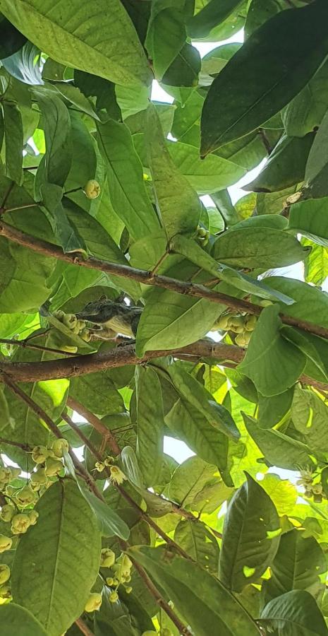 Jilan Homestay Bentota Zewnętrze zdjęcie